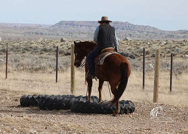 reining-quarter-horse