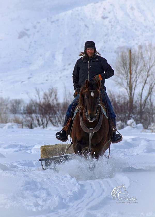 trail-quarter-horse