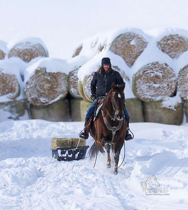 trail-riding-quarter-horse