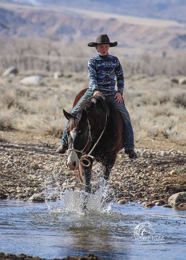 driving-quarter-horse