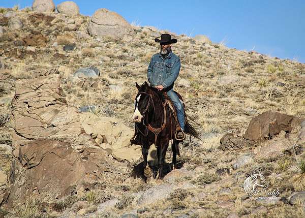 husband-safe-quarter-horse