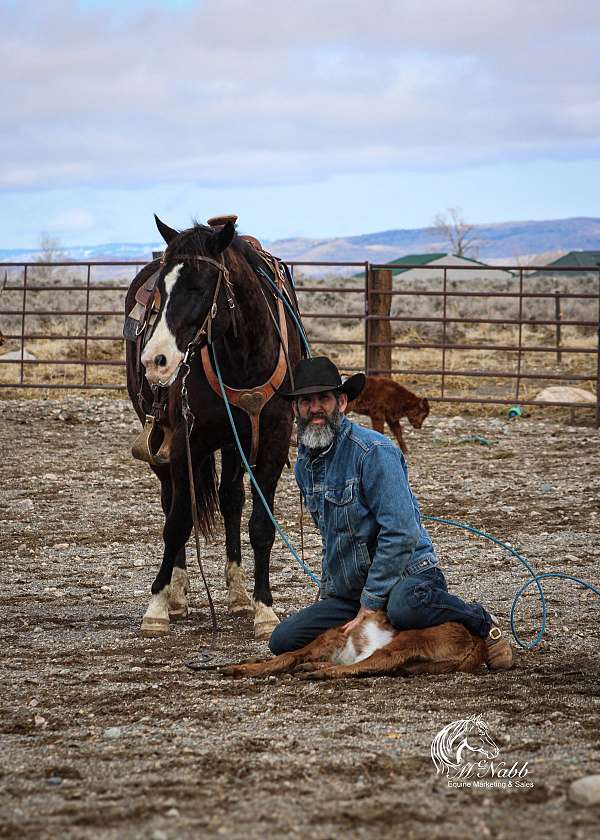 trail-quarter-horse