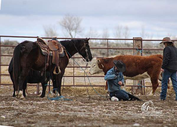 trail-riding-quarter-horse