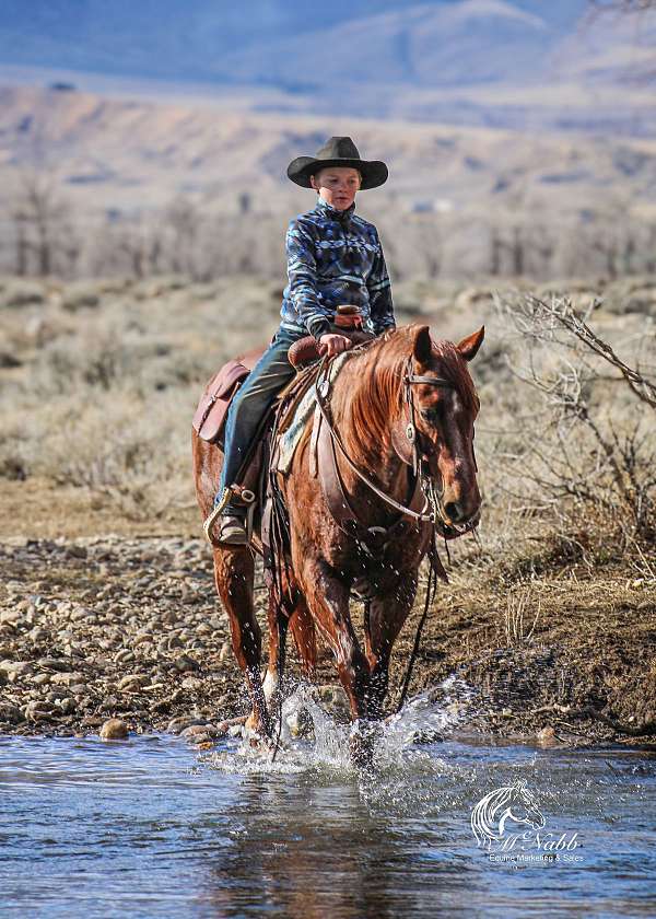 calf-roping-quarter-horse