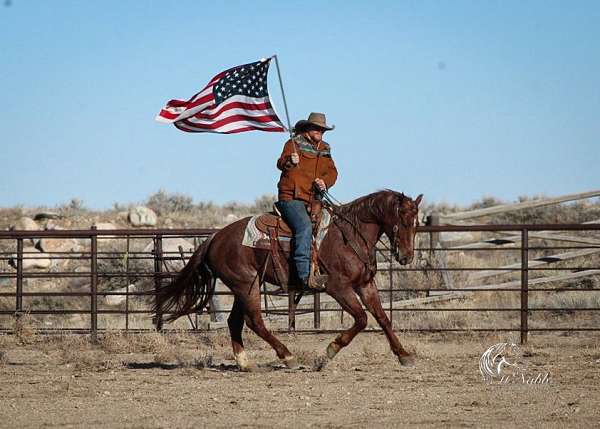 cowboy-mounted-shooting-quarter-horse