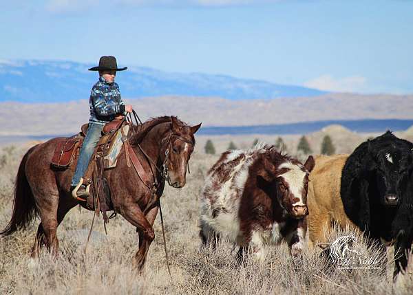 beginner-quarter-horse