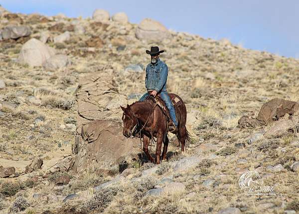 cutting-quarter-horse