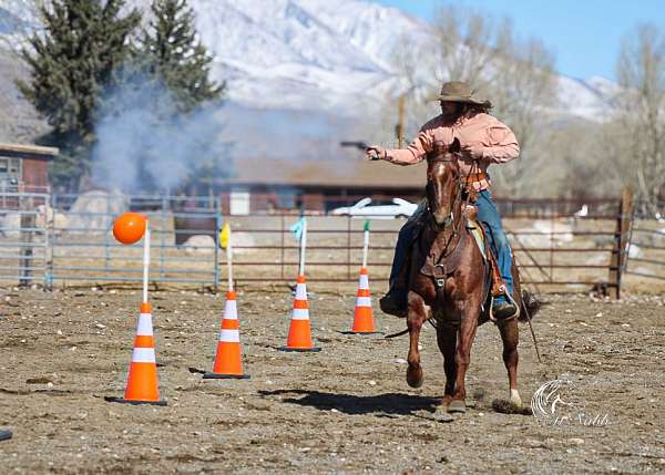 ranch-versatility-quarter-horse