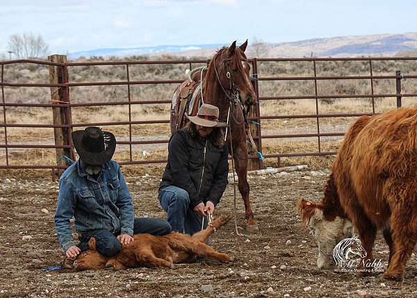 reined-cow-quarter-horse