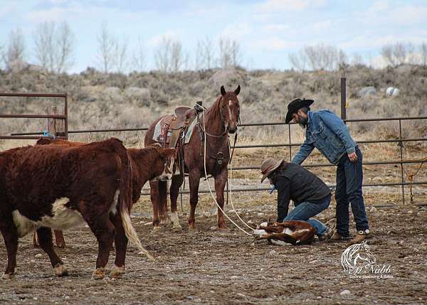 ranch-work-quarter-horse