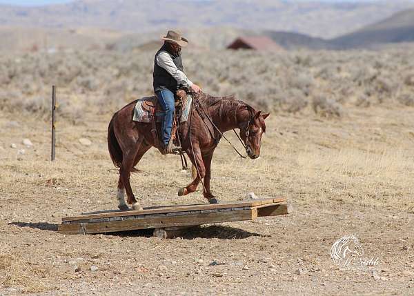 roping-quarter-horse