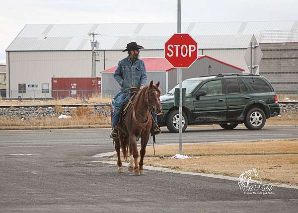 show-quarter-horse