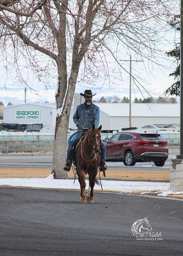 trail-quarter-horse