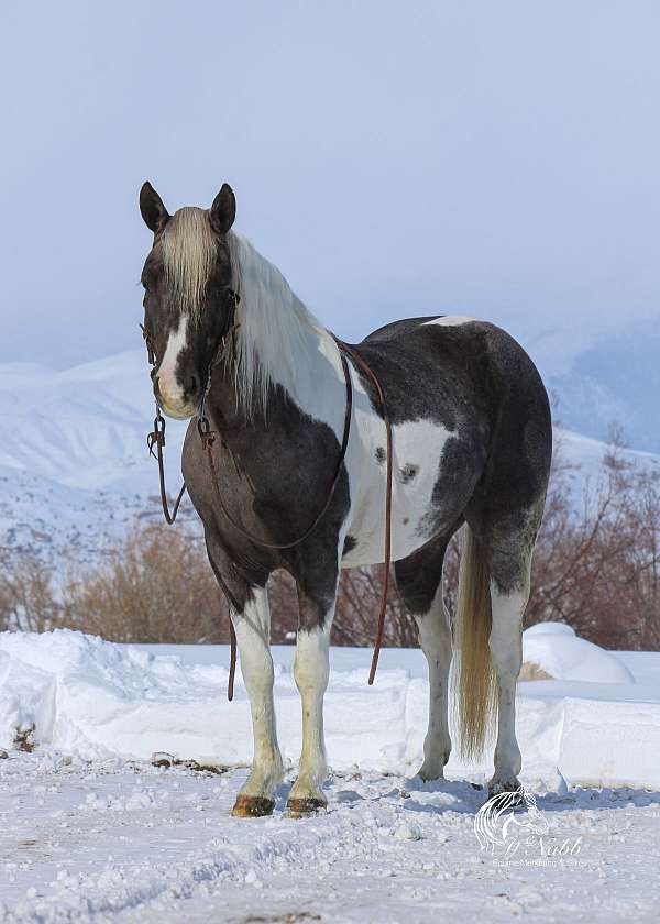 show-quarter-pony