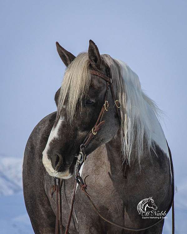 trail-riding-quarter-pony