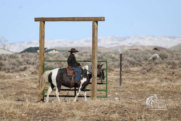 trail-quarter-pony