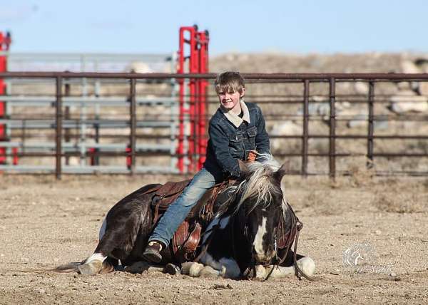 tobiano-quarter-pony-mare