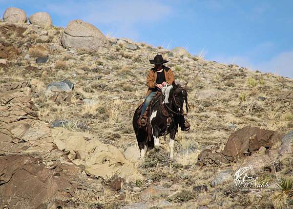 working-cattle-quarter-pony