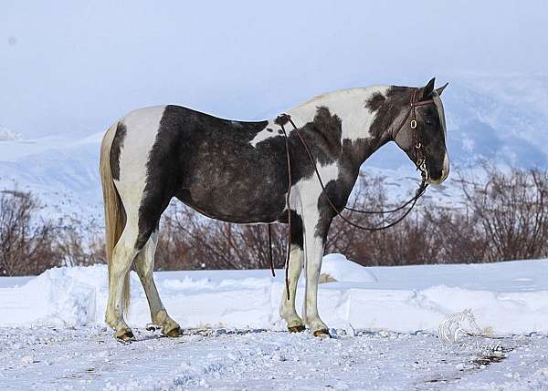 tobiano-athletic-pony