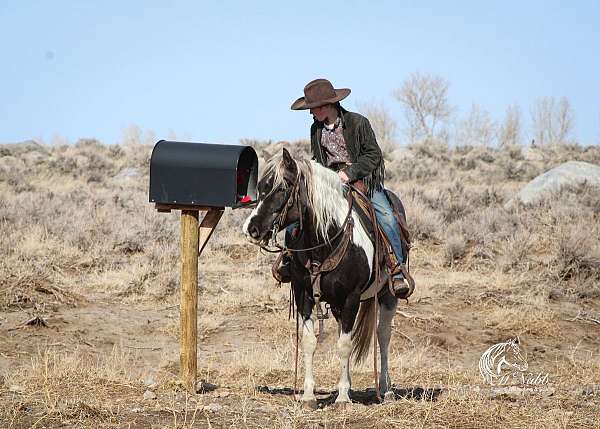 tobiano-all-around-pony