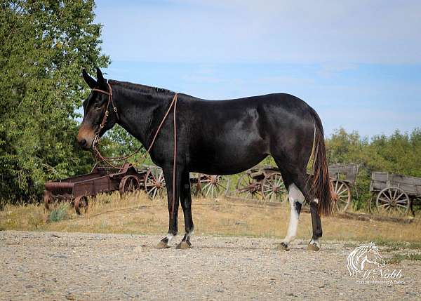 husband-safe-mule