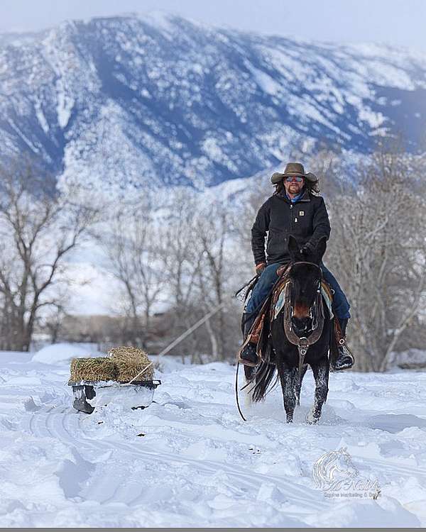 trail-riding-mule