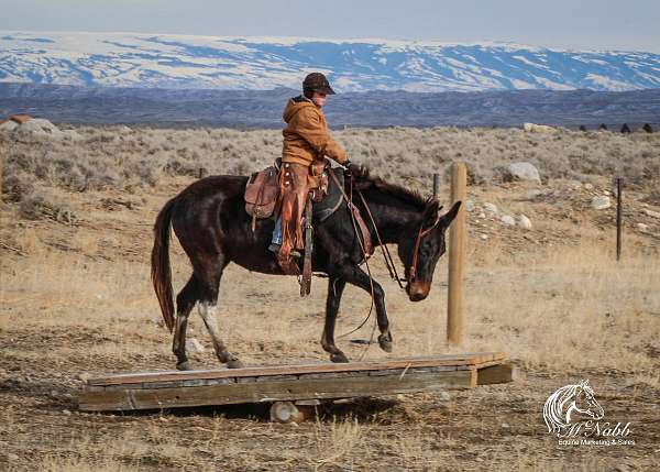 working-cattle-mule