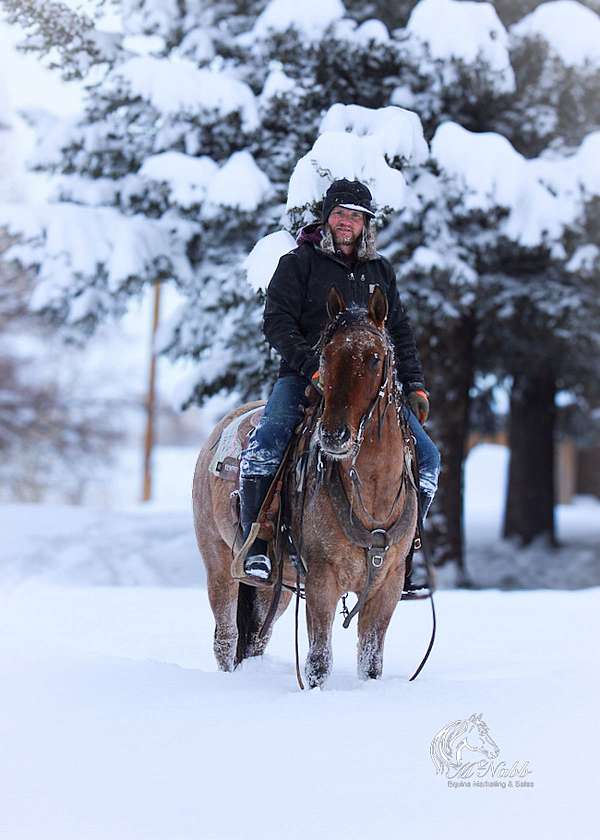 athletic-quarter-horse