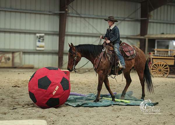 husband-safe-quarter-horse