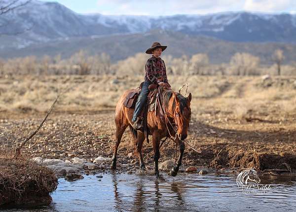 performance-quarter-horse