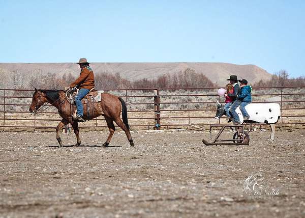 show-quarter-horse