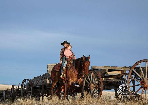 ranch-work-quarter-horse