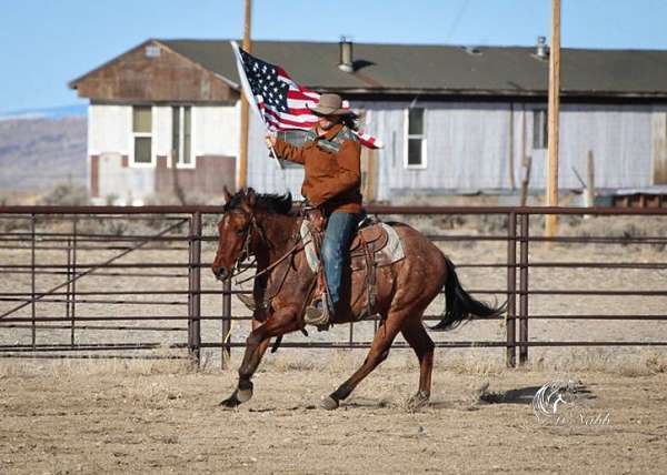 trail-quarter-horse