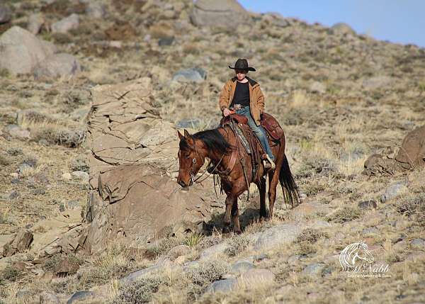 western-riding-quarter-horse