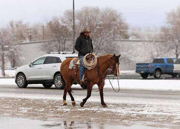 athletic-quarter-horse