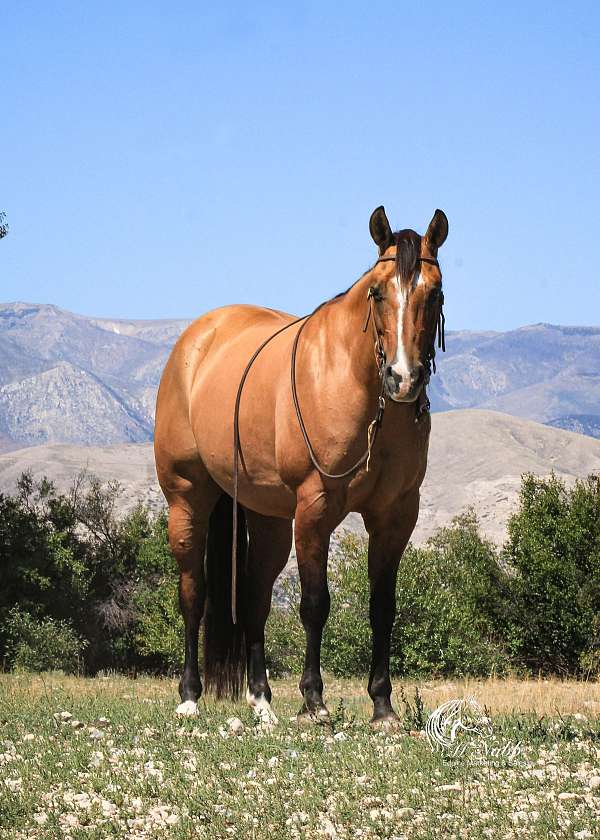 calf-roping-quarter-horse