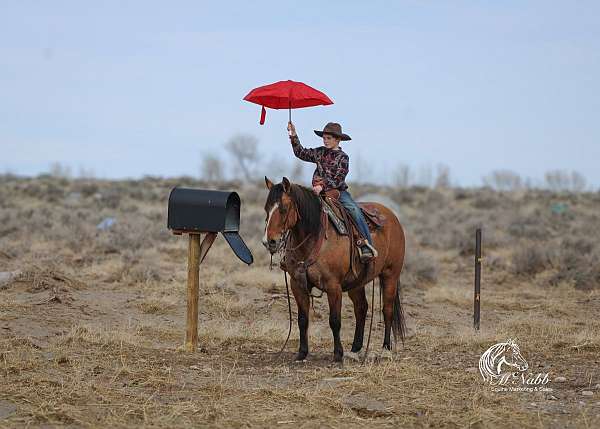 performance-quarter-horse