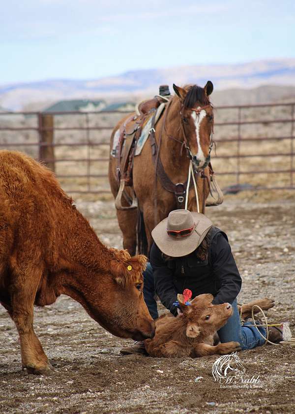 ranch-versatility-quarter-horse