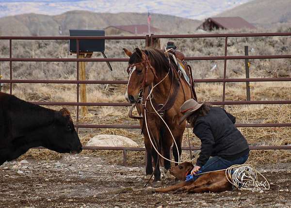 ranch-work-quarter-horse