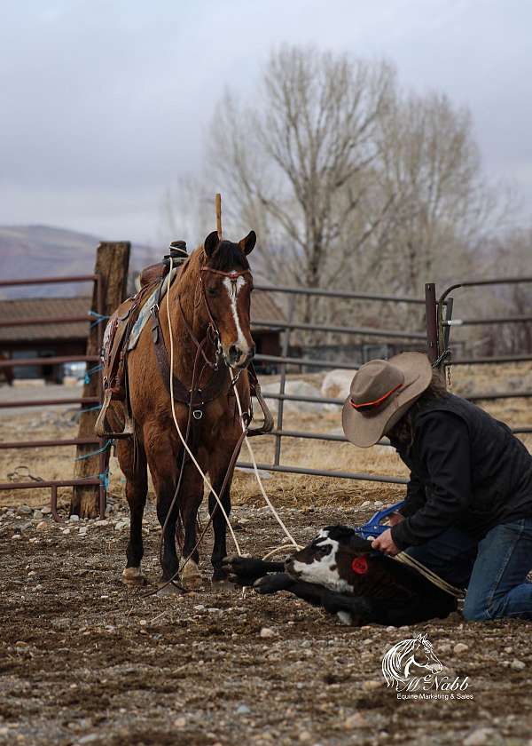 reining-quarter-horse