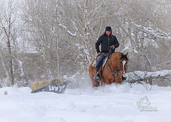 show-quarter-horse