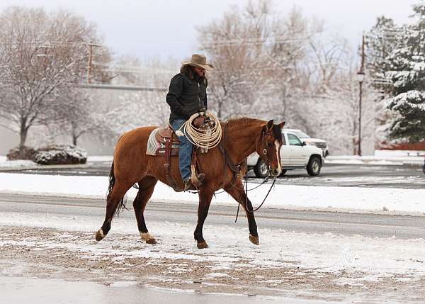 trail-quarter-horse