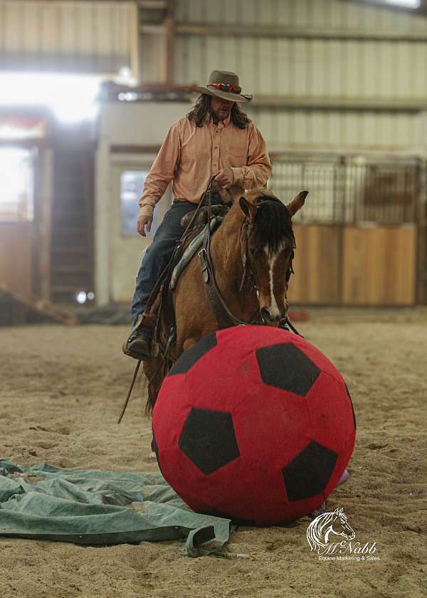 western-riding-quarter-horse