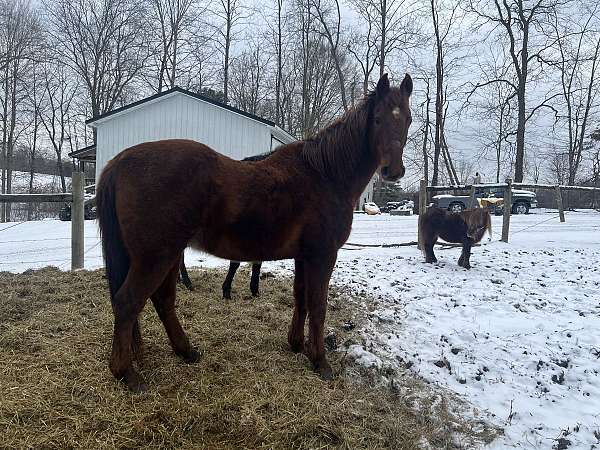 saddlebred-gelding