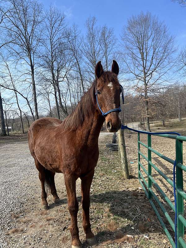 saddlebred-horse