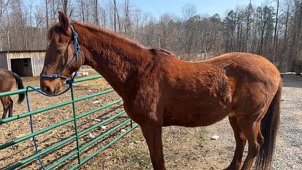 saddlebred-horse-for-sale