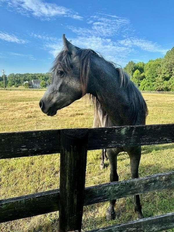 arabian-gelding