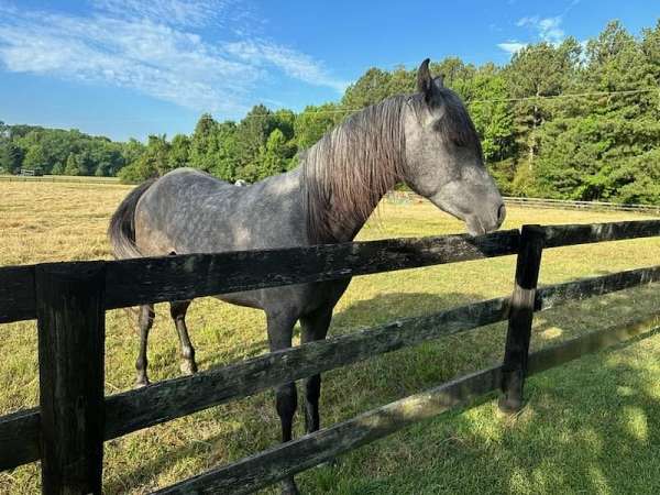 arabian-horse