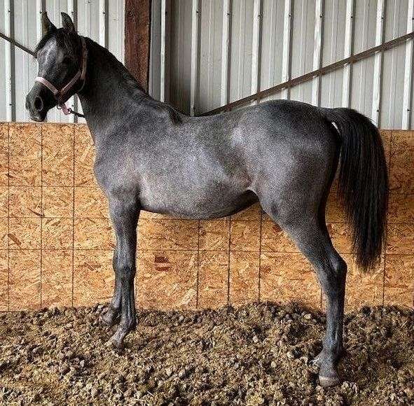 arabian-horse-for-sale