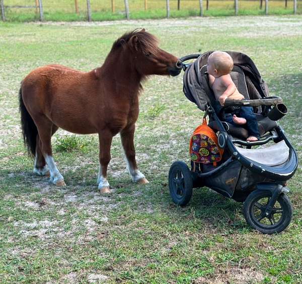 4-white-socks-horse